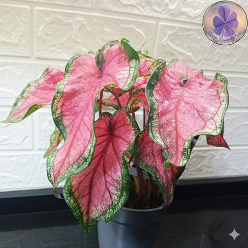 Dekoratif Pembe Damarlı Caladium (Kaladyum)- Saksı Çiçeği