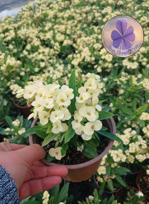 Tayland Cinsi / İri Çiçekli Sarı Dikenler Tacı (Euphorbia Milli)