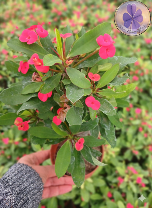 Tayland Cinsi / İri Çiçekli Kırmızı Dikenler Tacı (Euphorbia Milli)