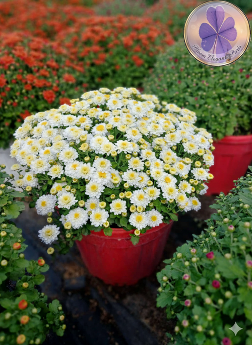 Yoğun Çiçekli Beyaz Kasımpatı - Saksı Çiçeği