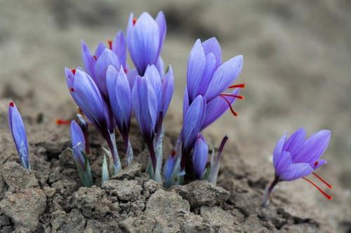 3 ADET SAFRAN ÇİÇEĞİ SOĞANI .YENİ MAHSUL...ÇİMLENME GARANTİLİ..