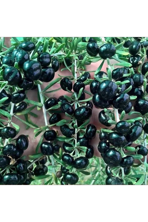 12 Adet Gojiberry Fidanı ( Siyah Meyve ) Tüplü Aşılı 12 Ay Dikim..........