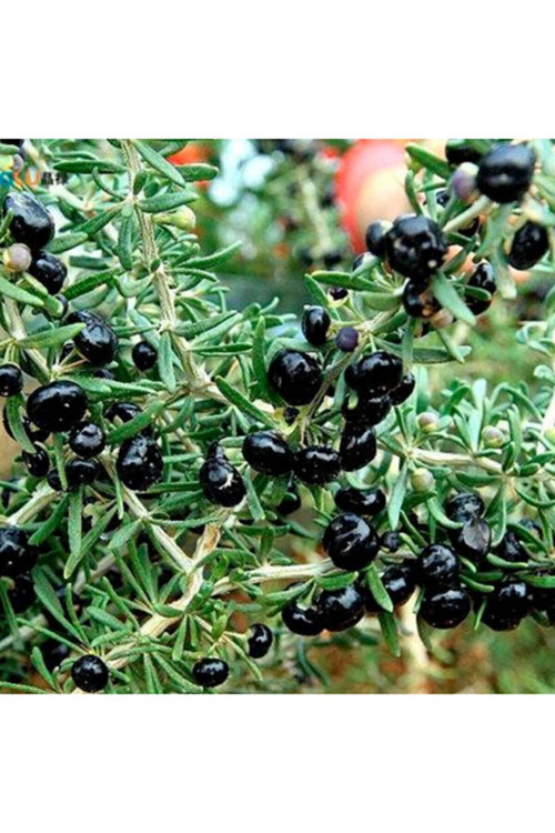 3 Adet Goji Berry Fidanı ( Siyah Meyve ) Tüplü 20 Cm 12 Ay Dikim