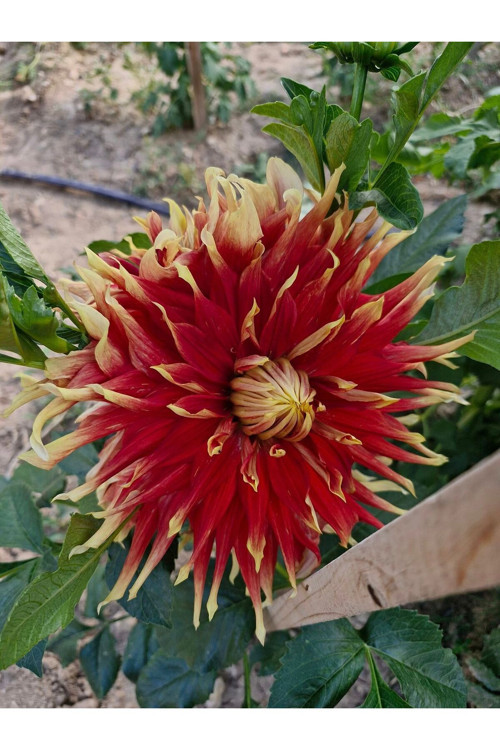 Sarı Kırmızı Yıldız Dahlia Çiçeği Yumrusu Soğanı.Yeni Mahsul..