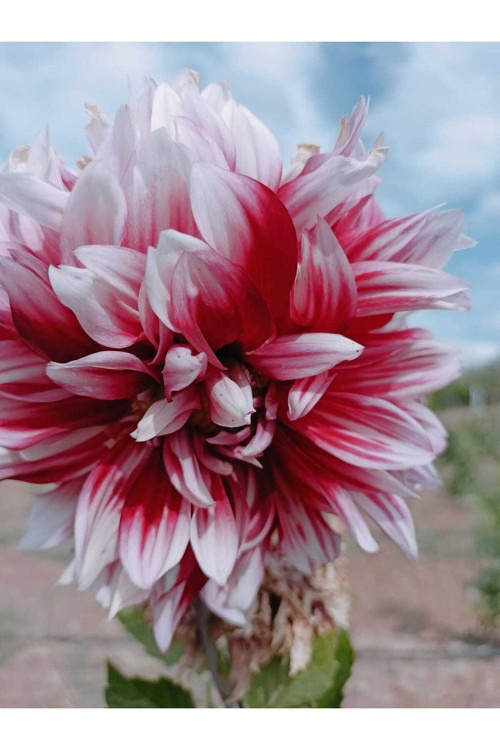 60 Adet Karık Renk Yıldız Dahlia Çiçeği Yumrusu Soğanı.Yeni Mahsul..
