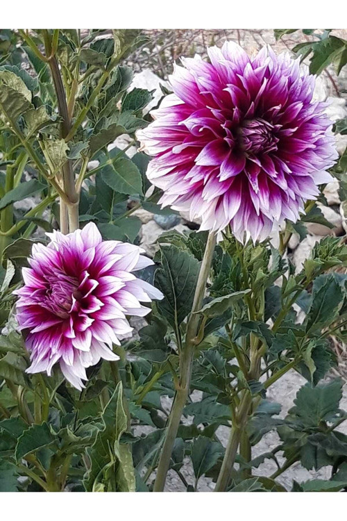 Mor Beyaz Dahlia Yıldız Çiçeği Soğanı Yumrusu...