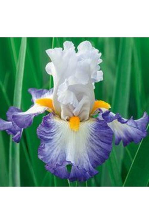 2 Adet Mavi Kanat Iris Germenica Çiçek Soğanı