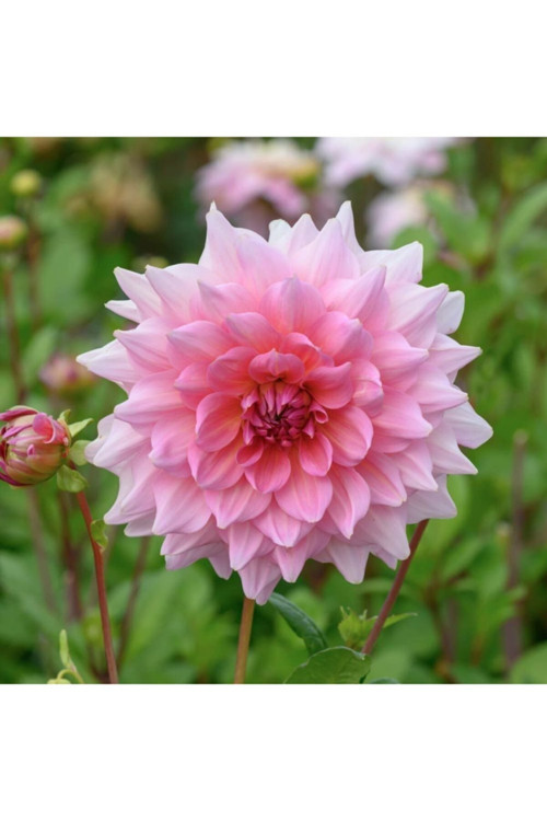 1 Adet Pudra Renk Yıldız (Dahlia) Çiçek Soğanı