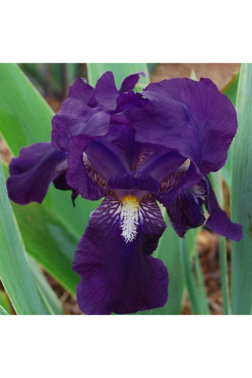 2 Adet Lacivert Iris (Süsen) Çiçeği Soğanı