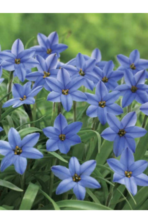 3 Adet Soft Mavi Renk Ipheion Uniflorum Jessie Bahar Yıldızı Çiçeği Soğanı