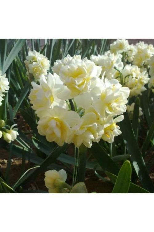 4 Adet Double Katmerli Nergis Çiçek Soğanı Kokulu