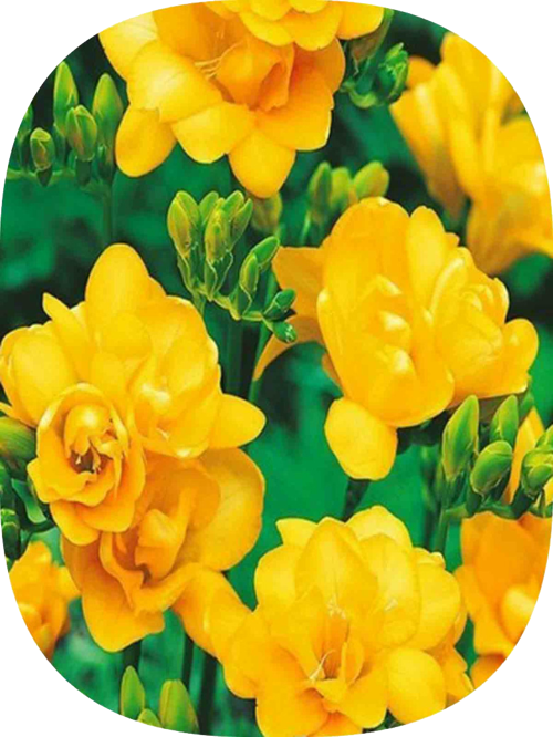 20 Adet Sarı Frezya Soğanı