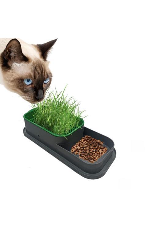 Büro Ev Ofis Evcil Hayvanı için Topraksız Kedi Çimi Kabı Tohumu Seti