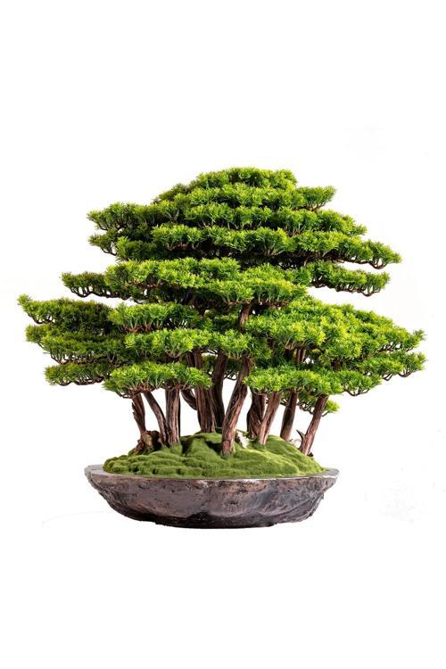 Callisto Bonsai Garden - Iç Ve Dış Mekan Kullanımına Uygun Premium Kalitede Yapay Ağaç 70X90 Cm