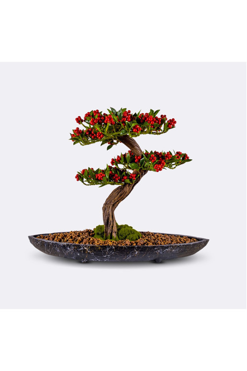 Navis Coffea - Masaüstü Kullanıma Uygun Doğal Ağaç Gövdeli Mini Yapay Bonsai Ağacı - 52X65 Cm