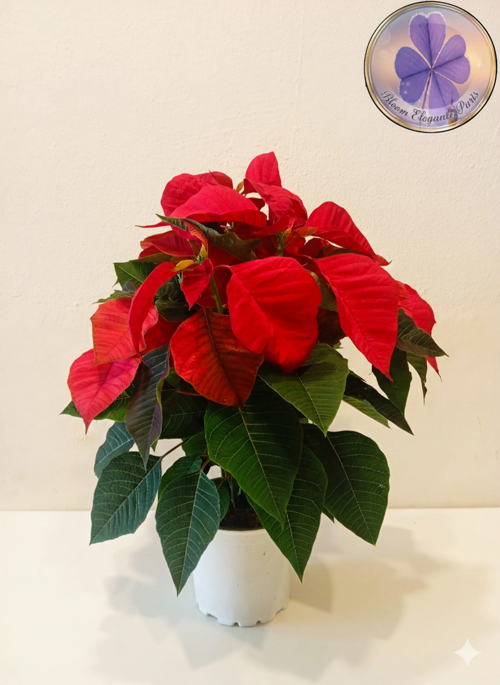 Büyük Boy Canlı Atatürk Çiçeği (Poinsettia) Kırmızı Yapraklı 40 cm Ev/Ofis Salon Bitkisi