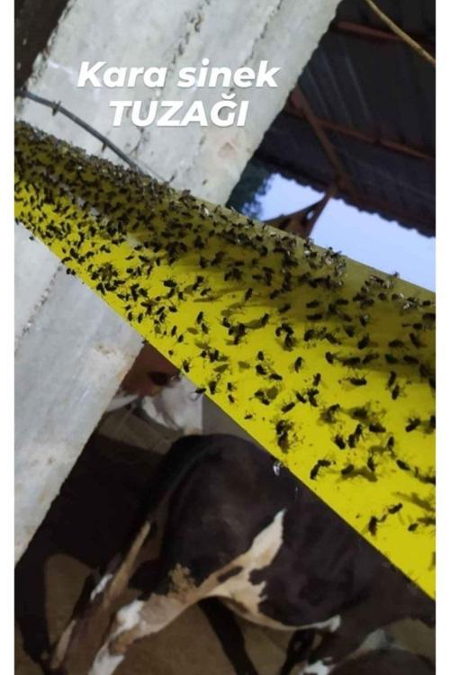 10 Cm* 25 Mt Sinek Tuzağı