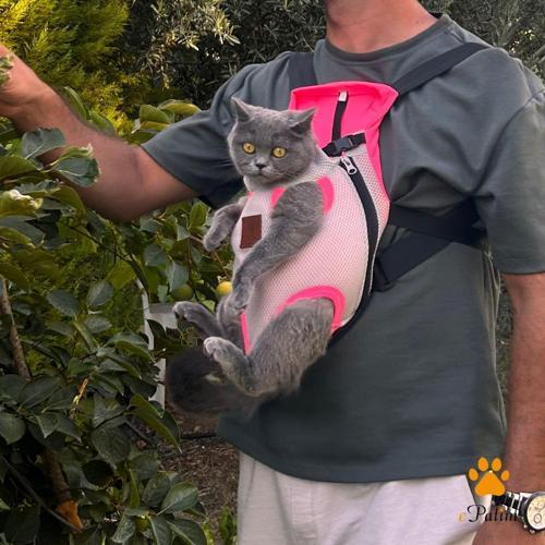 Kedi Köpek Taşıma Çantası