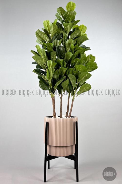 Keman Yapraklı Kauçuk Bitkisi Gala Saksıda Fiddle Lyrata