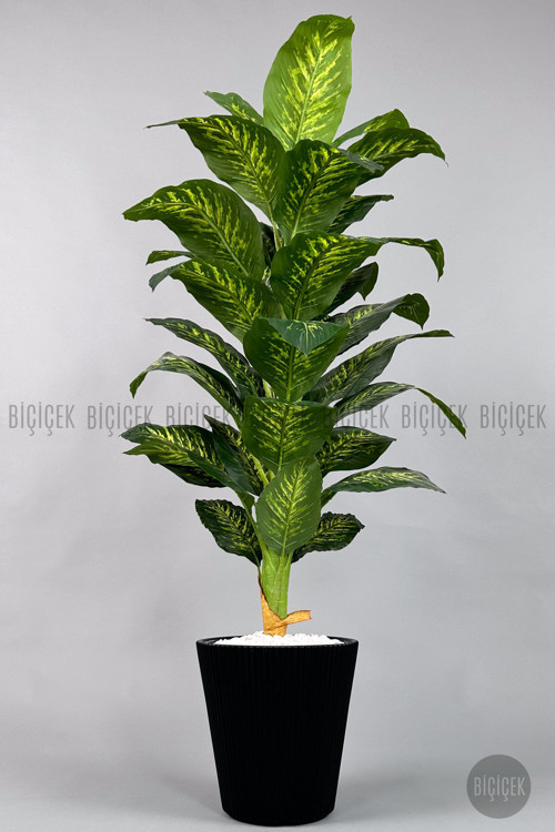 Difenbahya Ağacı 180-220 Cm Bambu Gövde