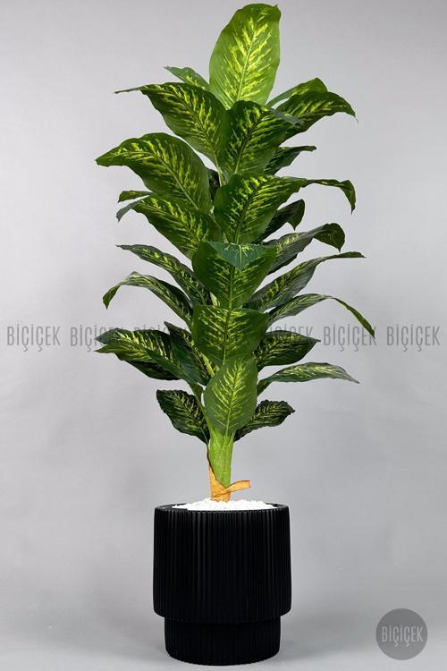 Difenbahya Ağacı 180-220 Cm Bambu Gövde