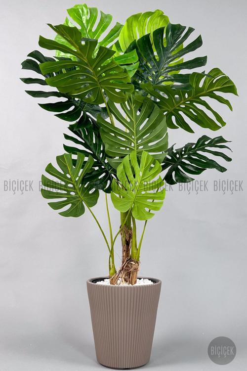 Monstera Ağacı 160-200 Cm Bambu Gövde