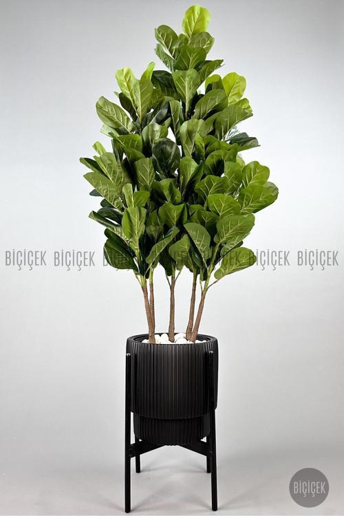 Keman Yapraklı Kauçuk Bitkisi Gala Saksıda Fiddle Lyrata