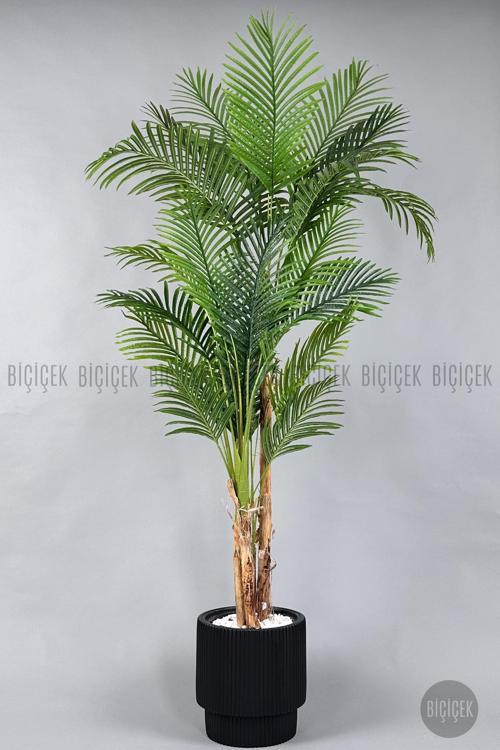 Areka Ağacı 220-240 Cm