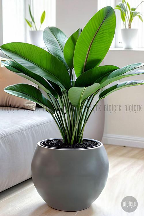 Küre Saksı 25 - 37 - 51 Cm Çap