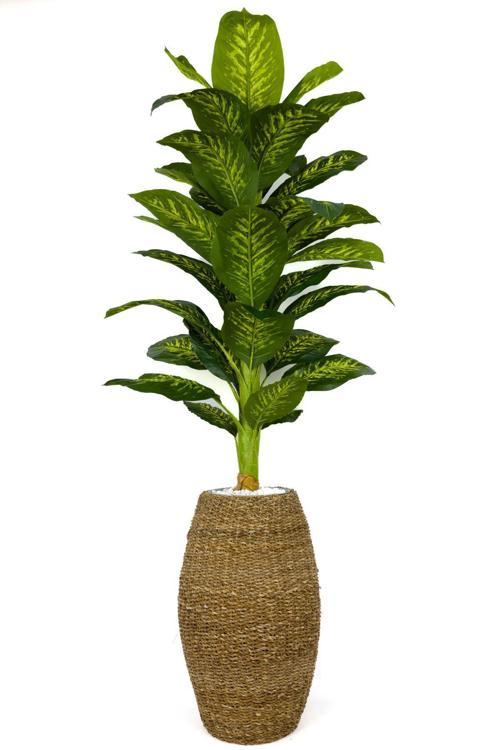 Luxury Difenbahya Ağacı 190Cm Hasır Saksıda Bohem5