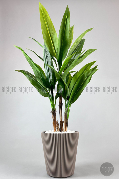 Difenbahya 3 Gövde Orta Boy 150-175Cm