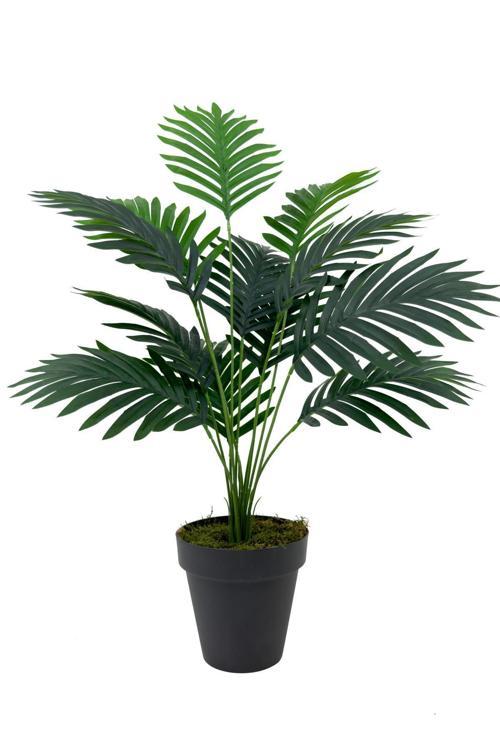 Areka Palmiyesi 75 Cm Antresit Yakut Saksıda
