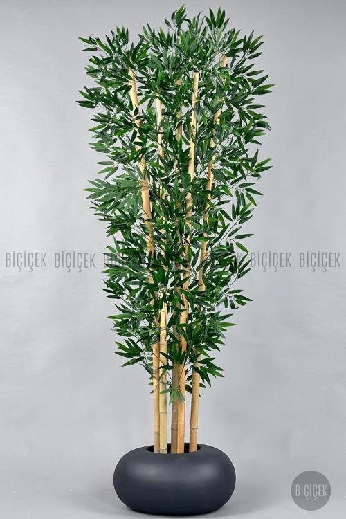 Zen Bambu Ağacı 220-240 Cm Fiber Saksıda