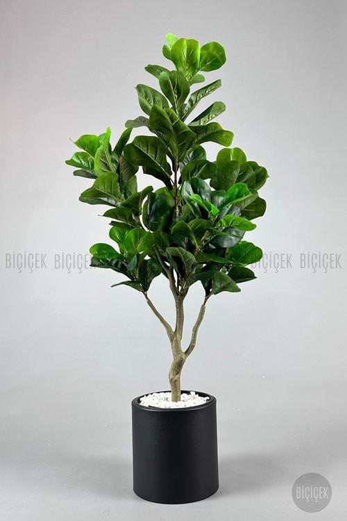 Keman Yapraklı Kauçuk Bitkisi Fiddle Lyrata Metal Saksı