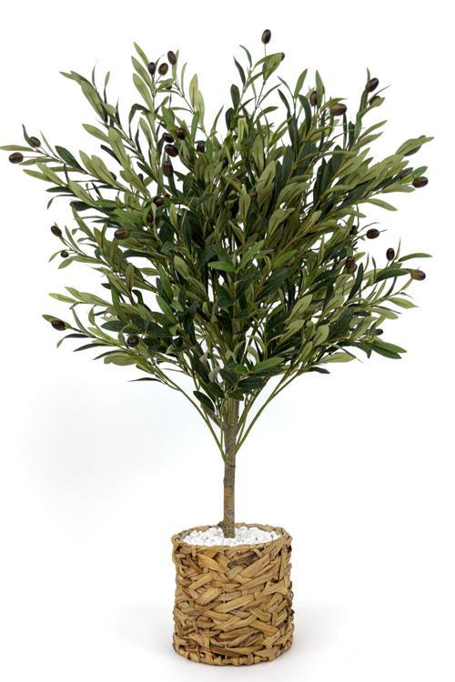 Zeytin Ağacı 100 Cm Hasır Bohem1 Saksıda