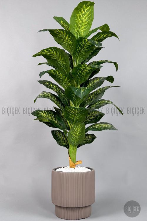 Difenbahya Ağacı 180-220 Cm Bambu Gövde