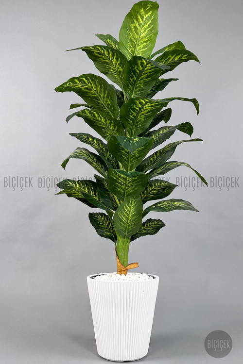 Difenbahya Ağacı 180-220 Cm Bambu Gövde