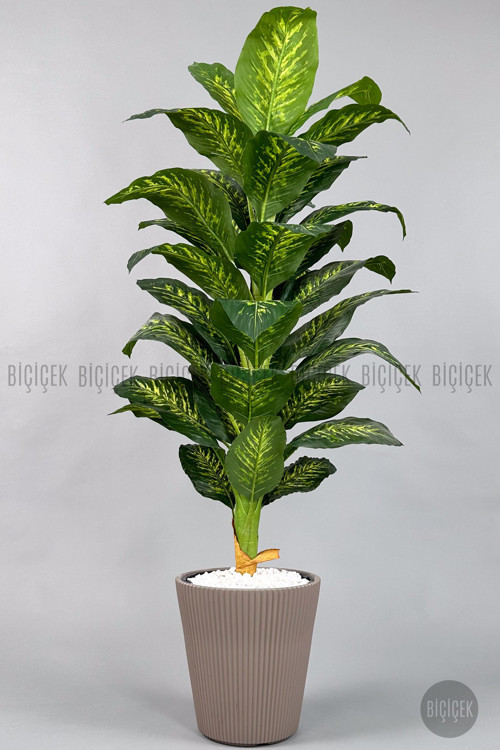 Difenbahya Ağacı 180-220 Cm Bambu Gövde