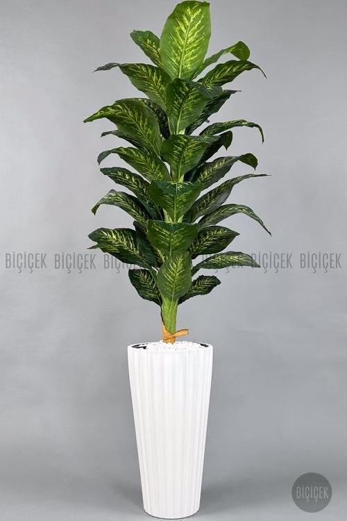 Difenbahya Ağacı 180-220 Cm Bambu Gövde