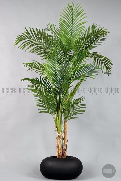 Areka Ağacı 220-240 Cm