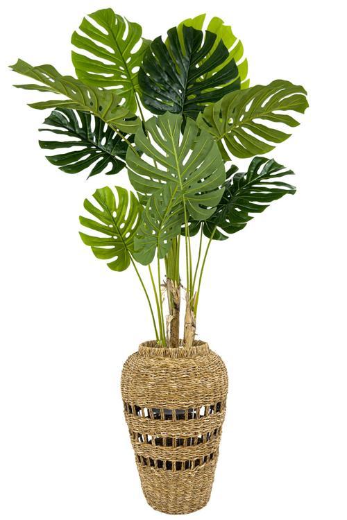 Luxury Monstera Bitkisi 180Cm Hasır Saksıda Bohem3
