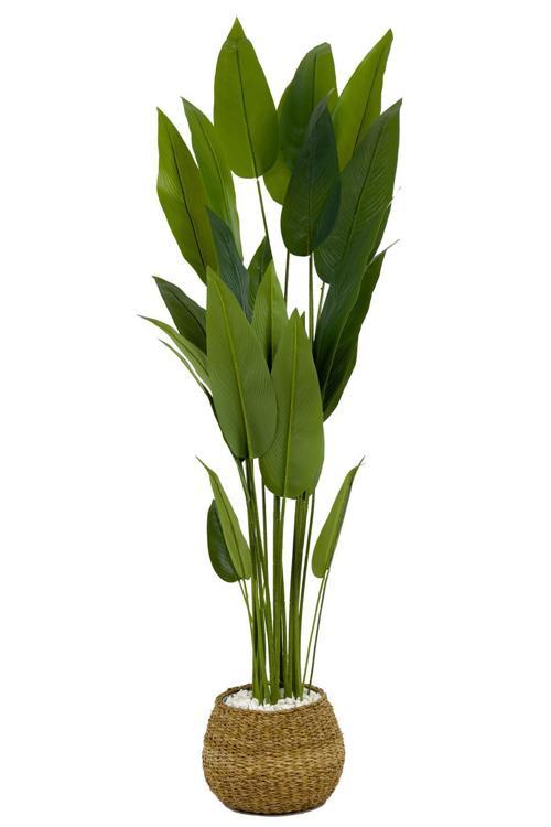 Starliçe Ağacı 200Cm Geoit Hasır Saksıda