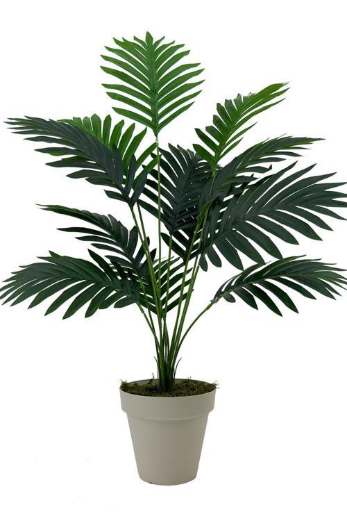 Areka Palmiyesi 75 Cm Krem Yakut Saksıda