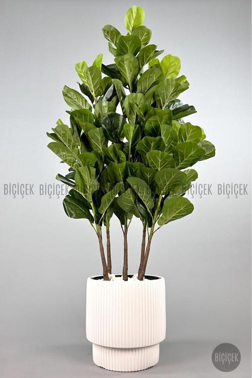 Keman Yapraklı Kauçuk Bitkisi Gala Saksıda Fiddle Lyrata
