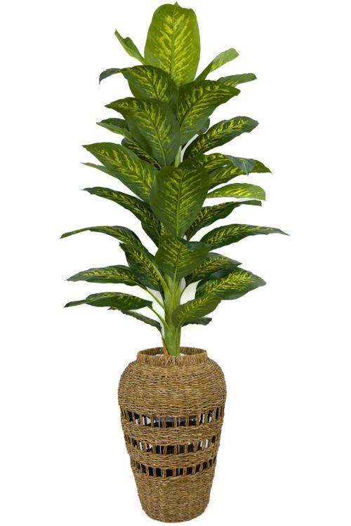 Luxury Difenbahya Ağacı 190Cm Hasır Saksıda Bohem3