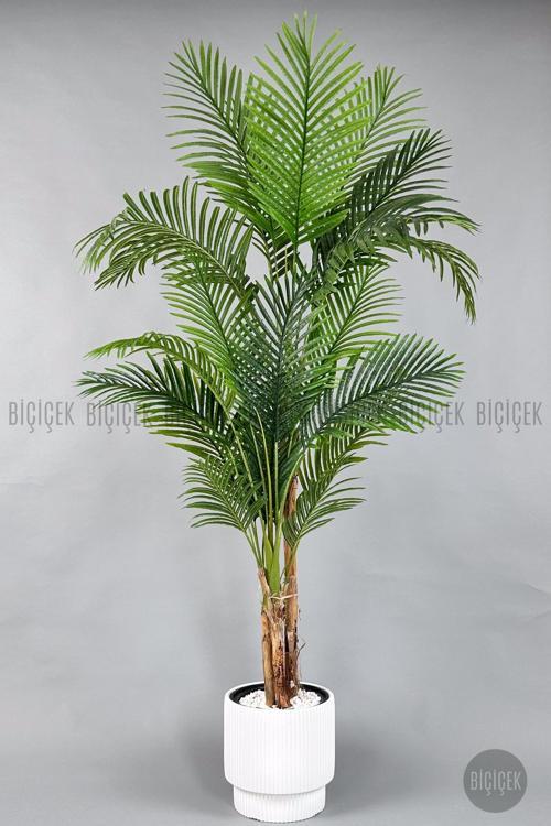 Areka Ağacı 220-240 Cm