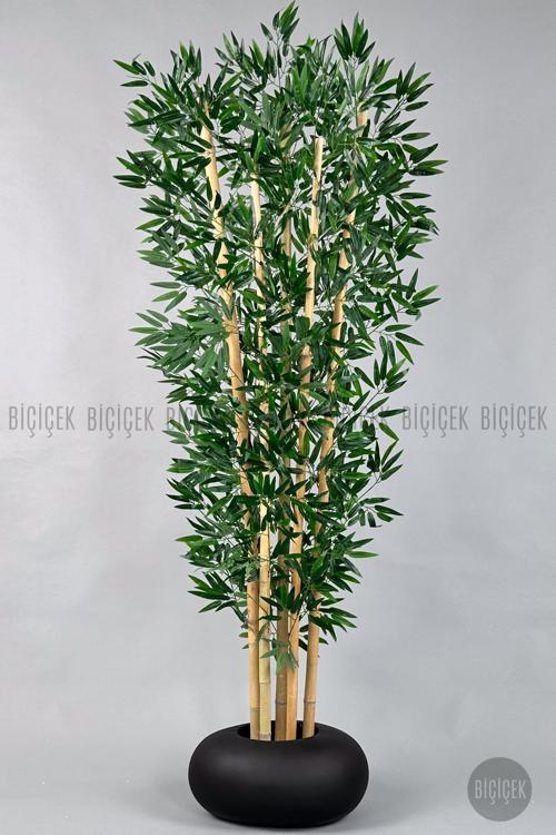 Zen Bambu Ağacı 220-240 Cm Fiber Saksıda
