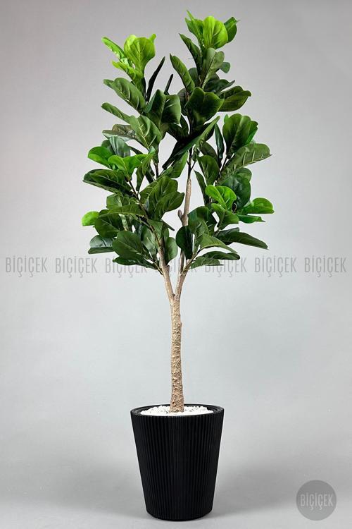 Keman Yapraklı Kauçuk Bitkisi Fiddle Lyrata 175Cm