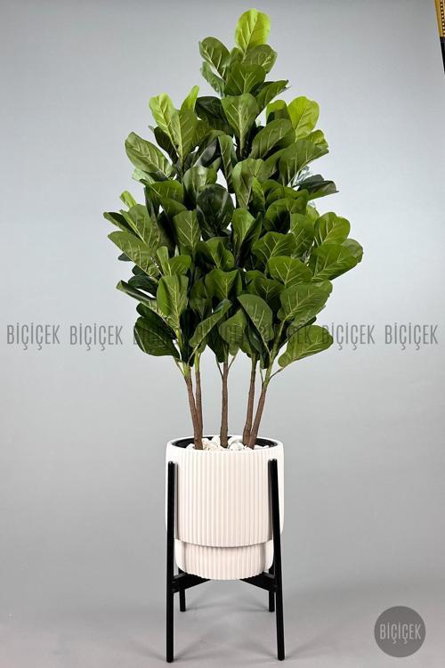Keman Yapraklı Kauçuk Bitkisi Gala Saksıda Fiddle Lyrata