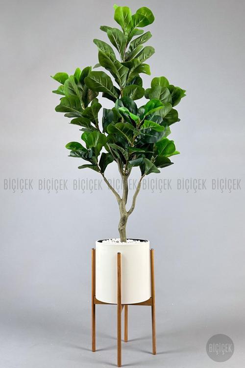 Keman Yapraklı Kauçuk Bitkisi Fiddle Lyrata Metal Saksı